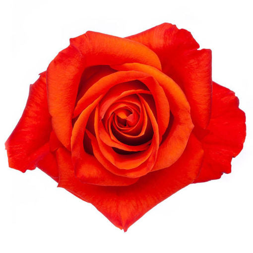 Rose Orange Patz FleaurAfrica
