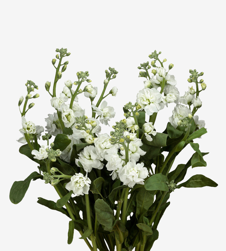 Spray Stocks White Double Elite
