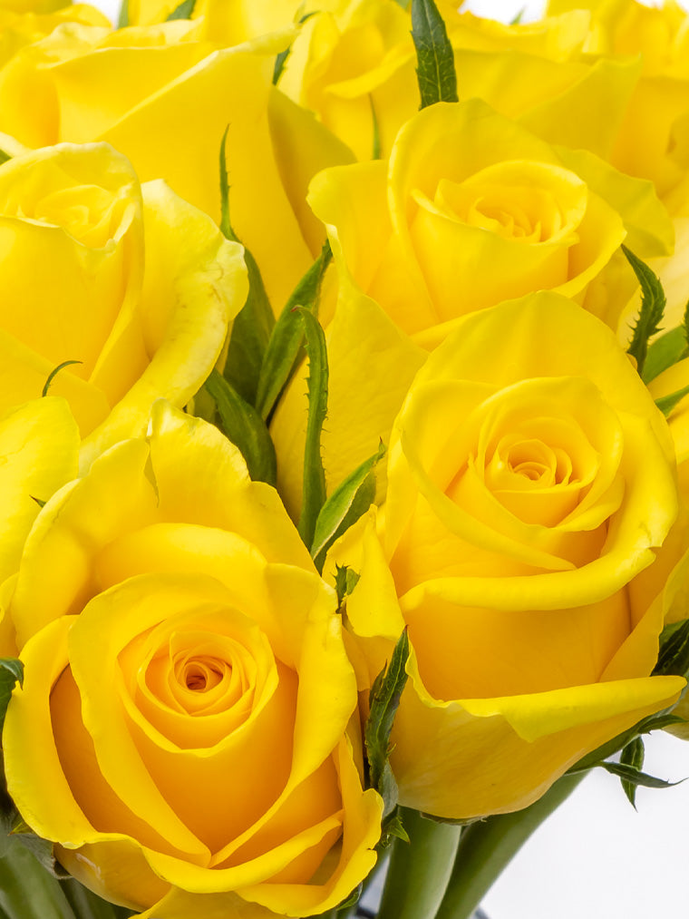 Rose Yellow Moonwalk FleurAfrica