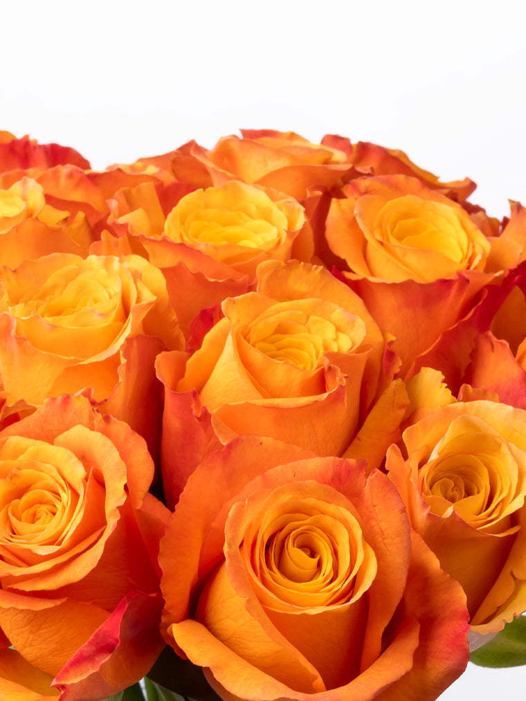 Rose Orange Confidential VP Bemack