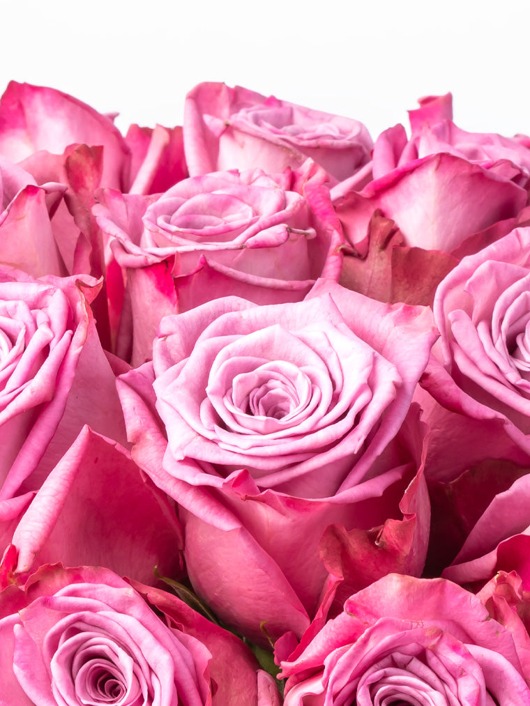 Rose Purple Moody Blues VP Bemack