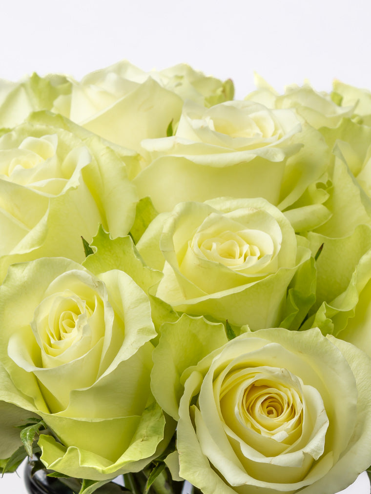 Rose White Athena FleurAfrica