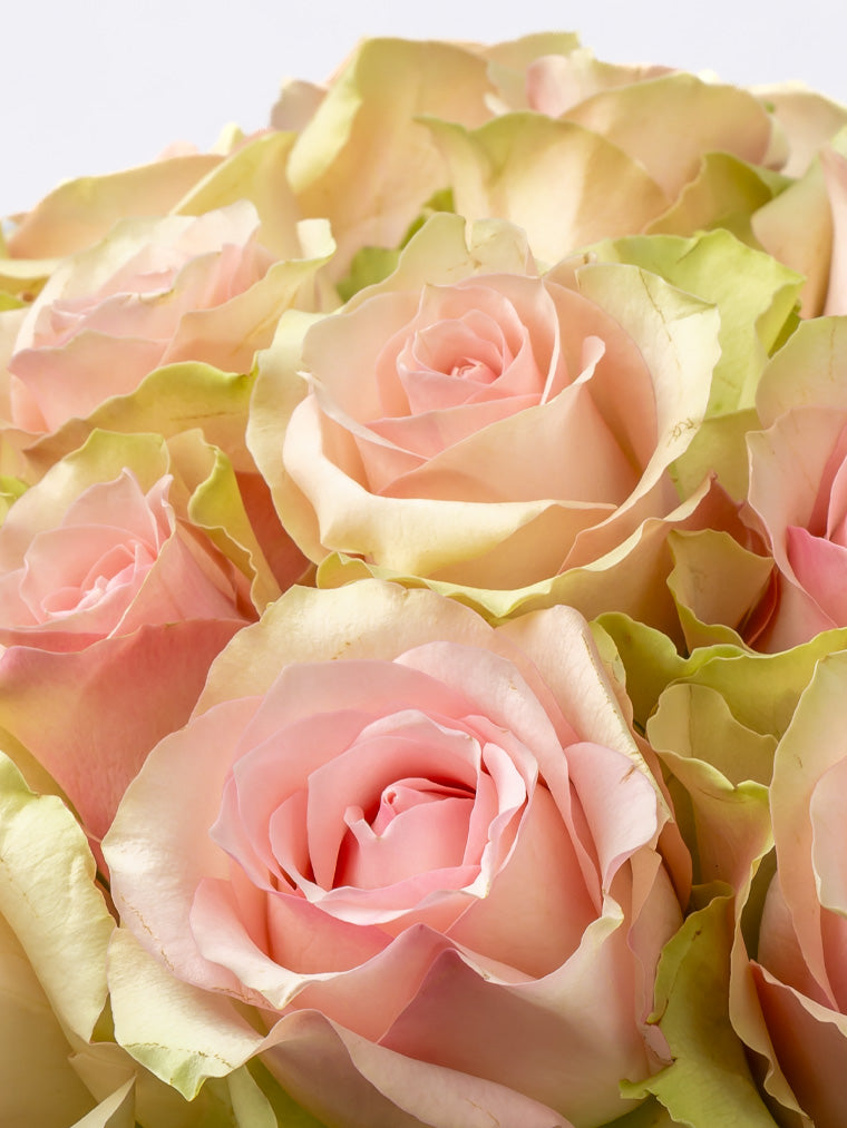 Rose Pink Belle Rose FleurAfrica
