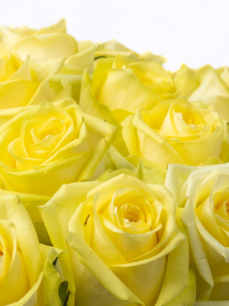 Rose Yellow Lemoncello VP Timau