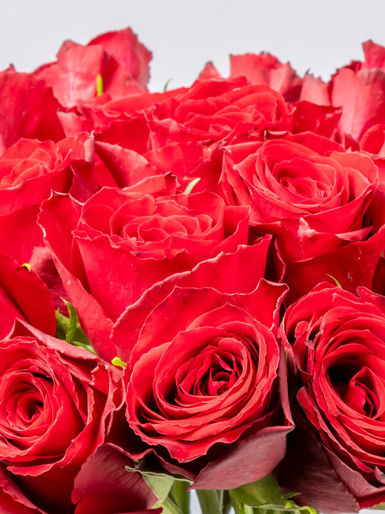 Rose Red Madam Red FleurAfrica