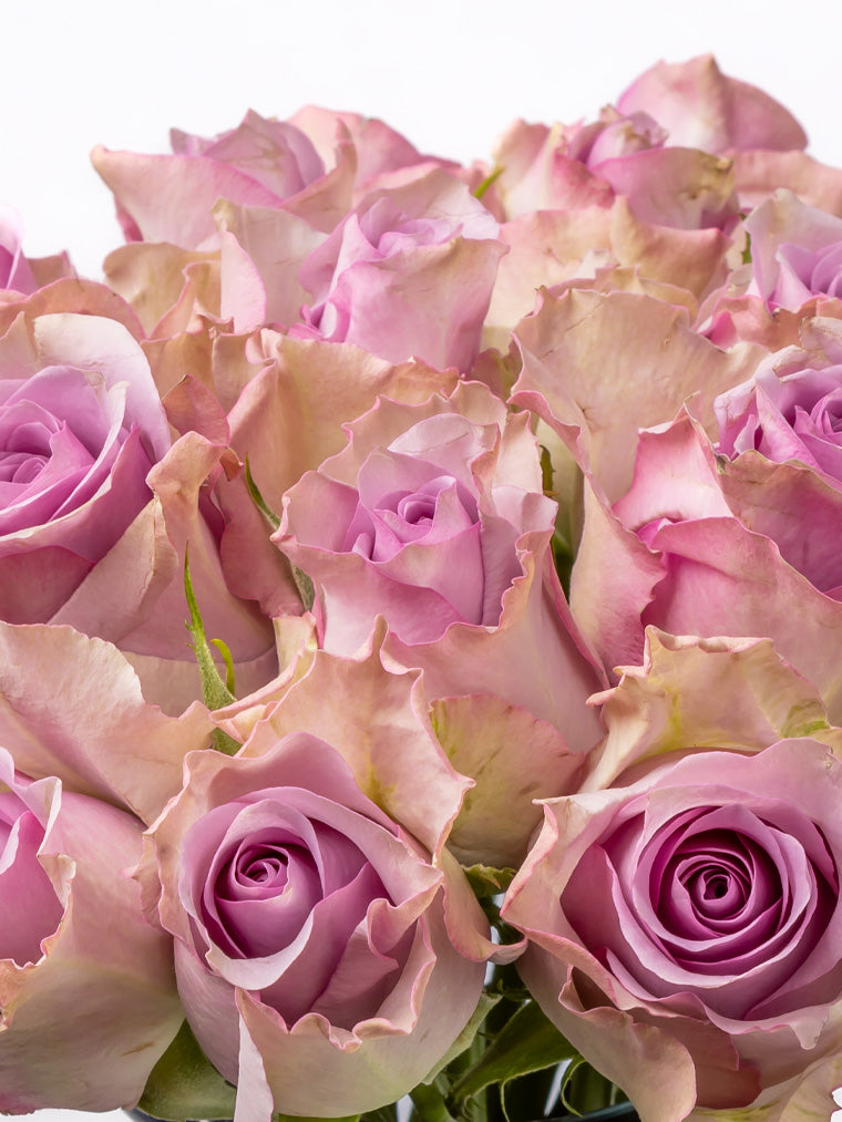 Rose Purple Nightingale VP Timau