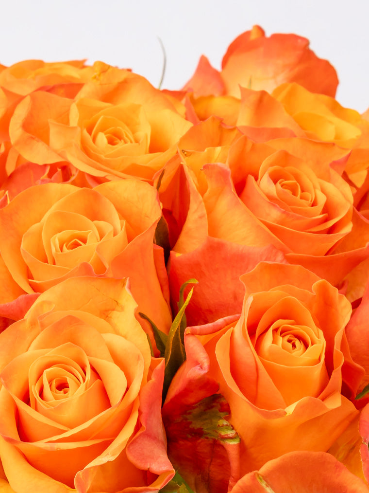 Rose Orange Orange Wave VP Timau