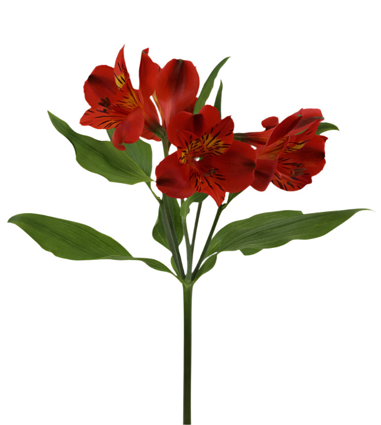Alstroemeria Red Angelina Elite