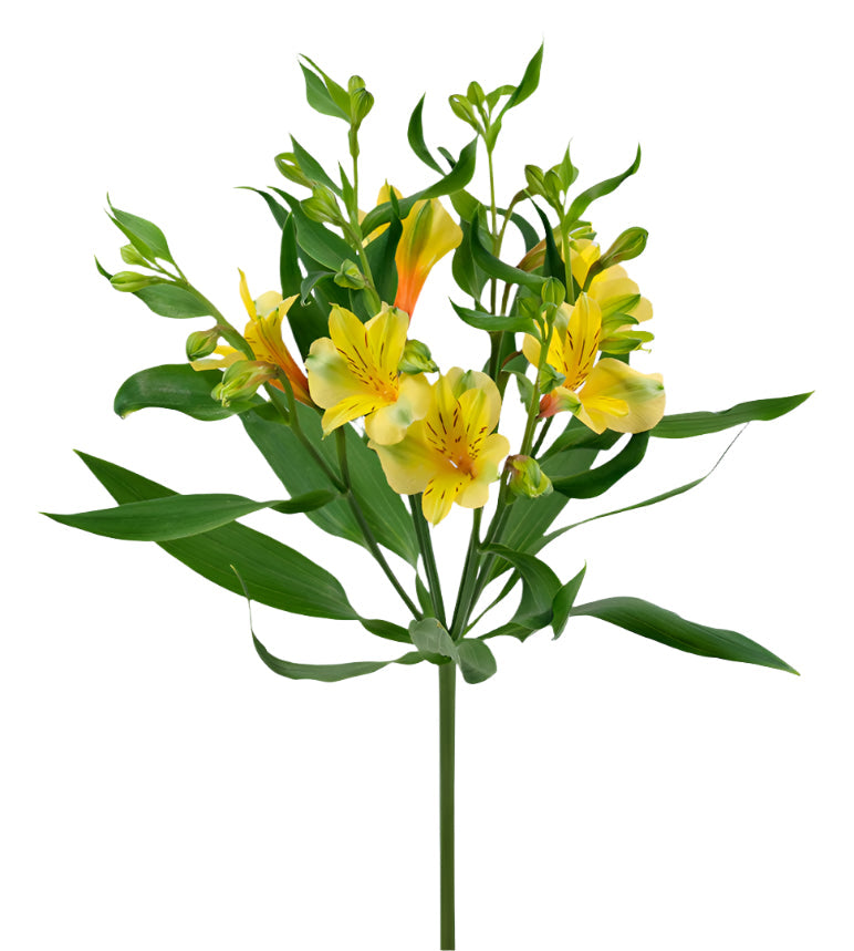 Alstroemeria Yellow Florinca Sola Elite