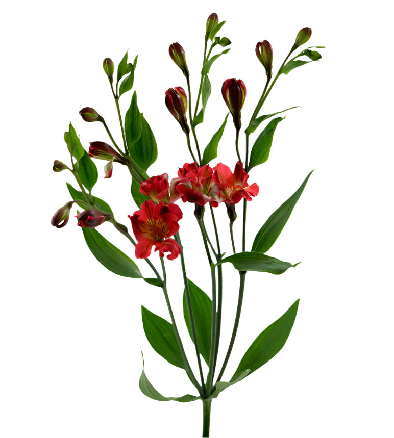 Alstroemeria Red Florinca Toledo Elite