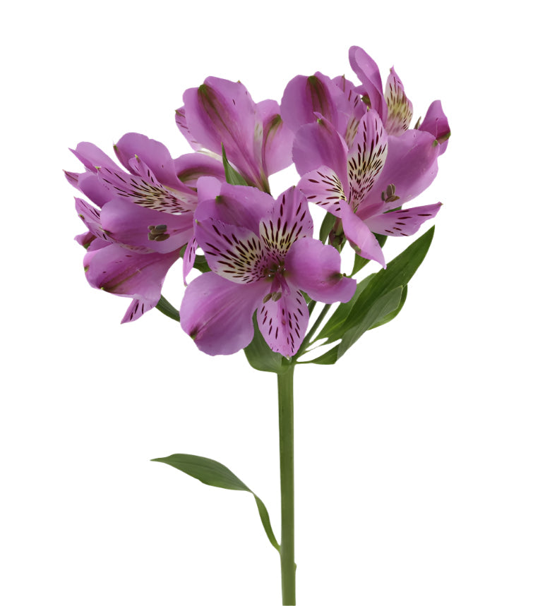 Alstroemeria Purple Jewel Elite
