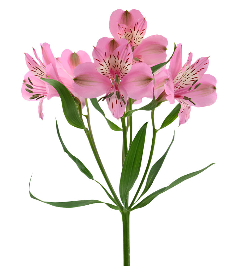 Alstroemeria Pink Mila Elite