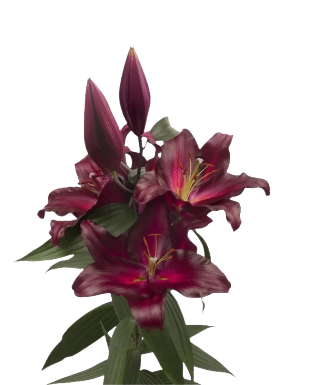 Lily Burgundy Oriental Premium Avinger Moerman