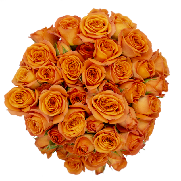 Spray Rose Orange Babe Alma