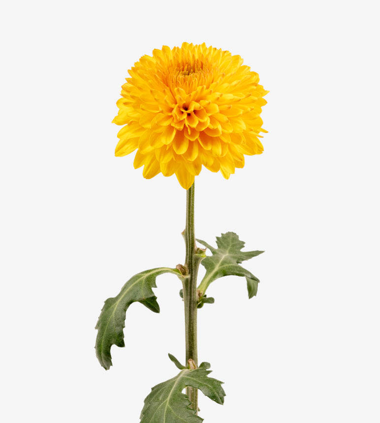 Chrysanthemum Yello Paladov Elite Colombia