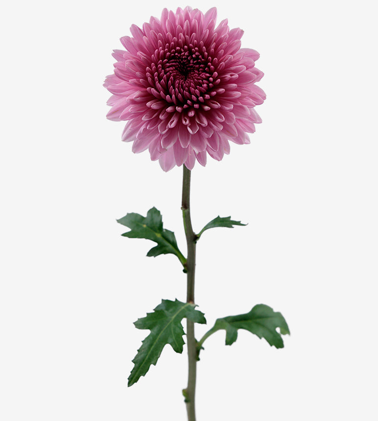 Chrysanthemum Pink Etna Elite Colombia