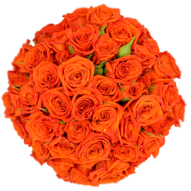 Spray Rose Orange Bright Sensation Alma