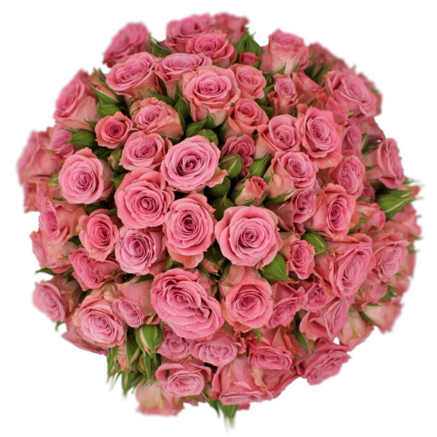 Spray Rose Pink Brilliant Starts Scorpio Alma