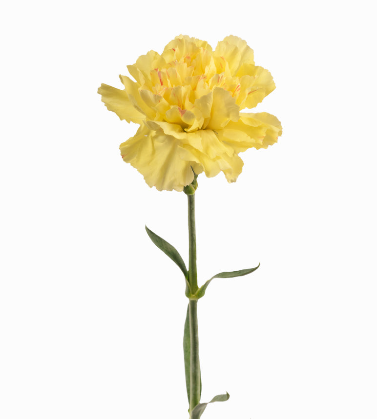 Carnation Fancy Yellow Hermes Yellow Elite Colombia