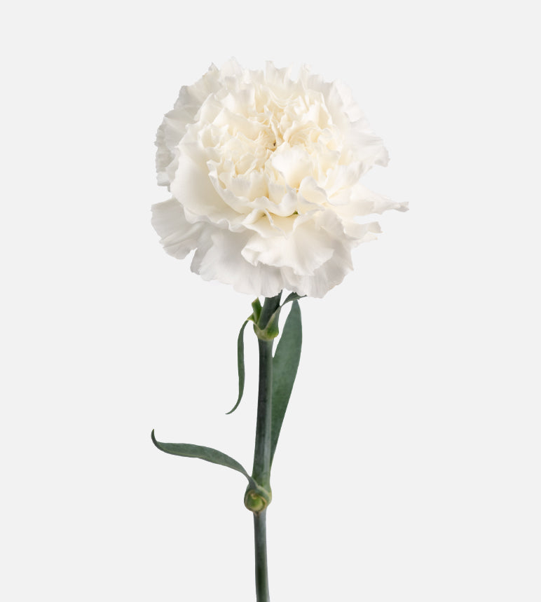Carnation Fancy White Jolie Elite Colombia