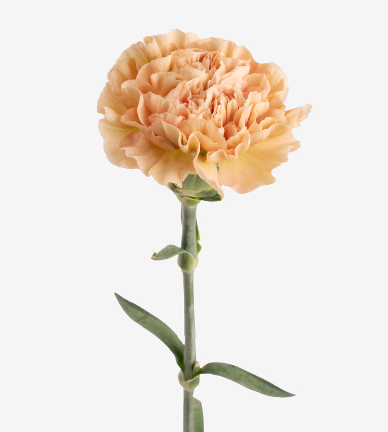 Carnation Fancy Peach Legue Marrone Elite Colombia