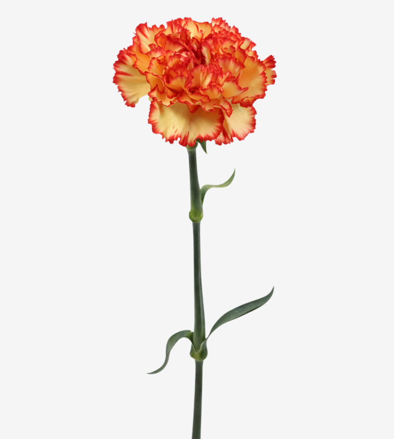 Carnation Fancy Bi-Colour Figaro Elite Colombia