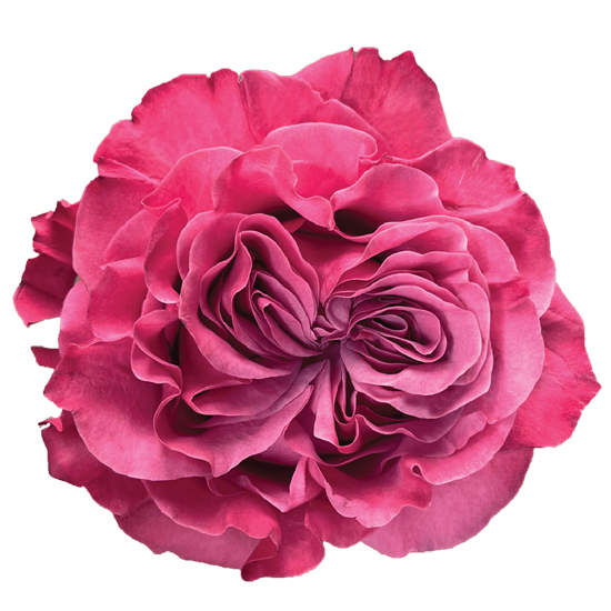 Rose Purple Country Blues Bella Rosa