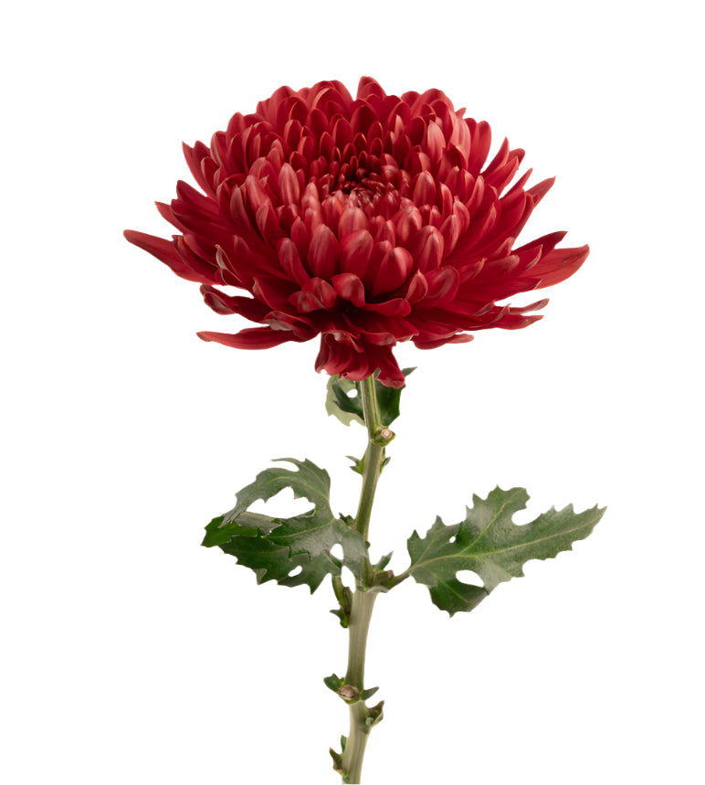 Chrysanthemum Blooms Purple Andrea Elite