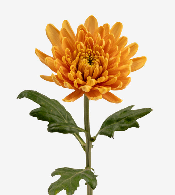 Chrysanthemum Orange Rossano Orange Elite Colombia
