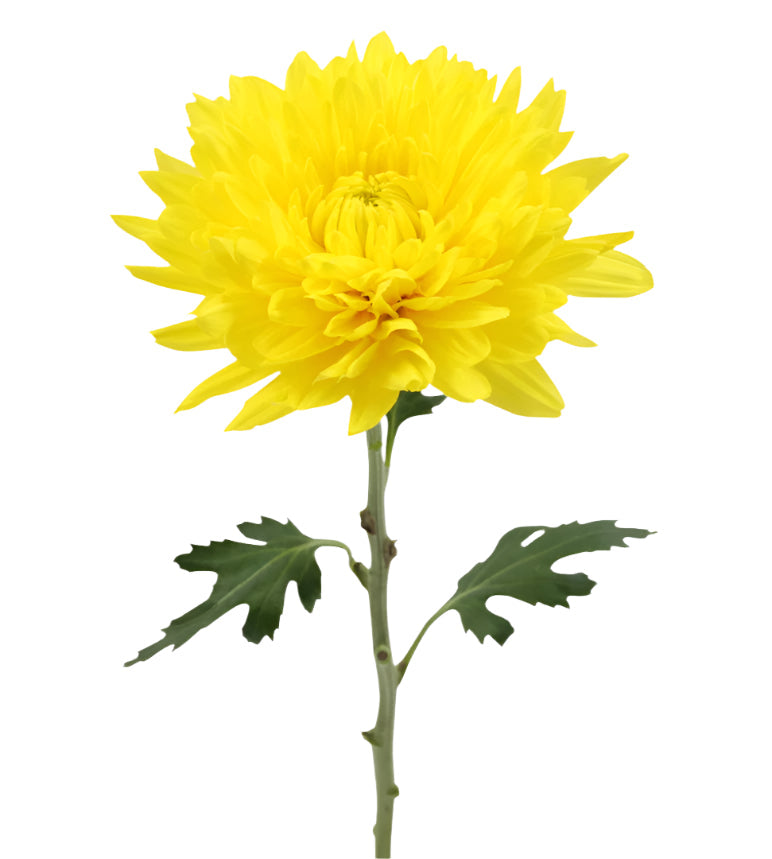 Chrysanthemum Bloom Yellow Fiebre Cremon Elite