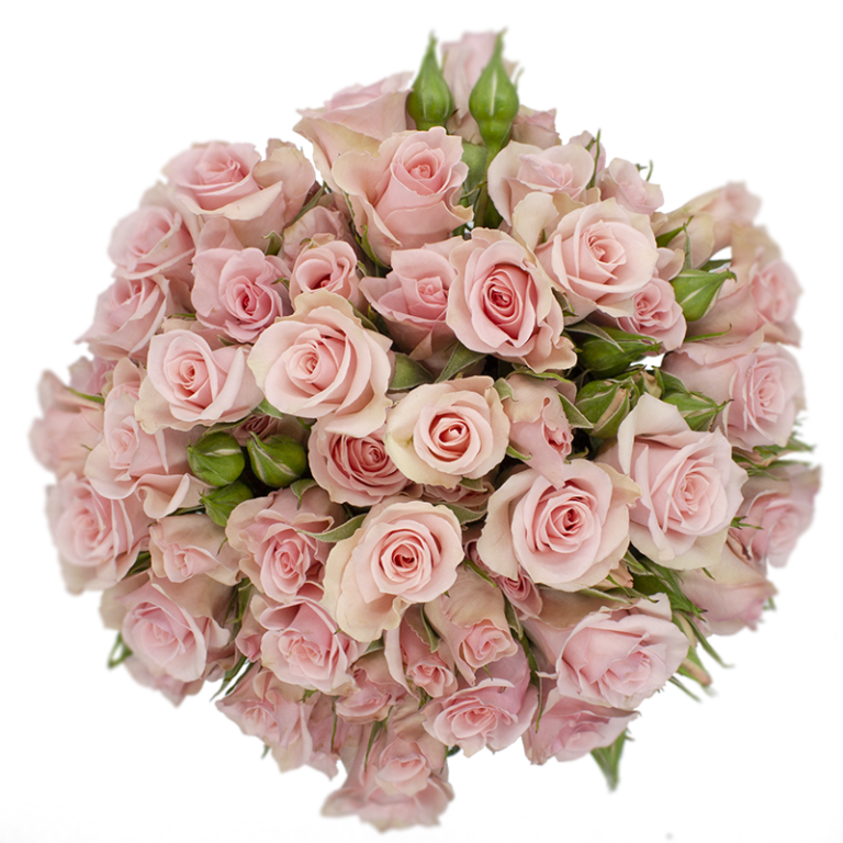 Spray Rose Pink Elba Alma