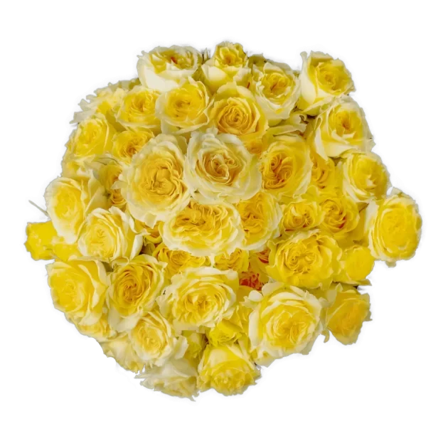 Spray Rose Yellow Fibonacci Gioconda Alma