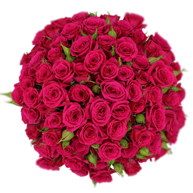 Spray Rose Cerise Fire Up Alma