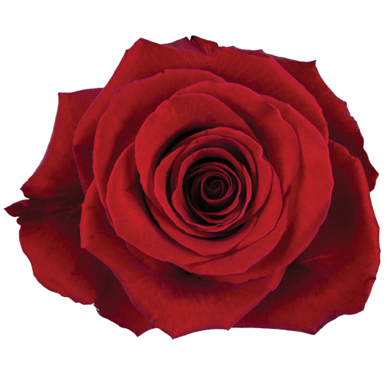 Rose Red Fortune Bella Rosa