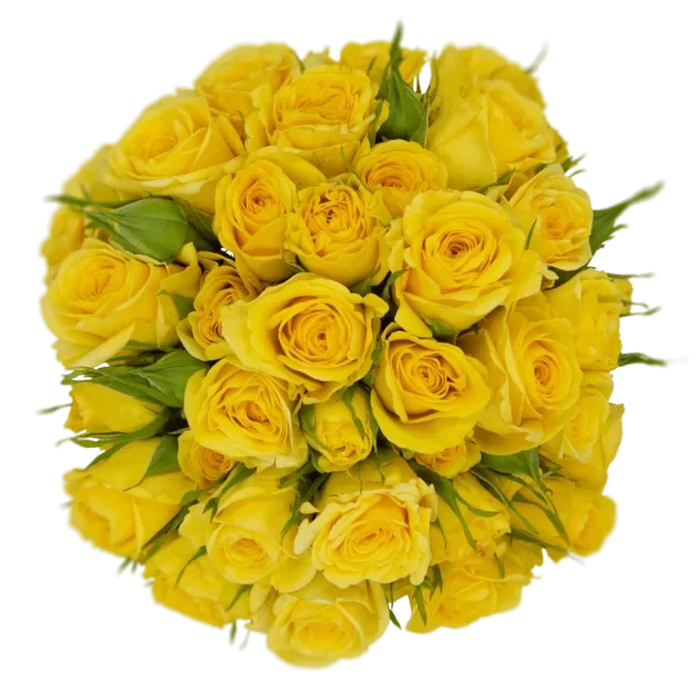 Spray Rose Yellow Golden Blosson Alma