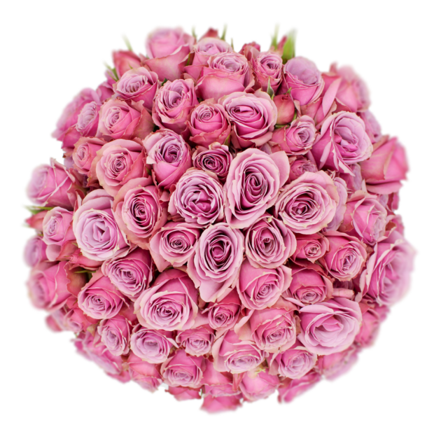 Spray Rose Lavender Lavender Irishka Alma