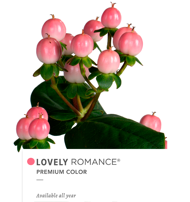 Hypericum Single Pink Lovely Romance Floral Chain
