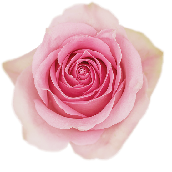 Rose Pink Luciano Natuflor