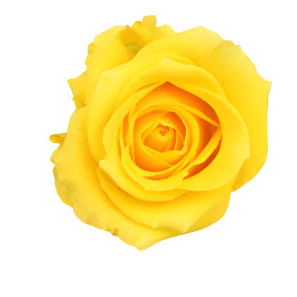 Rose Yellow Lighthouse Agrinag