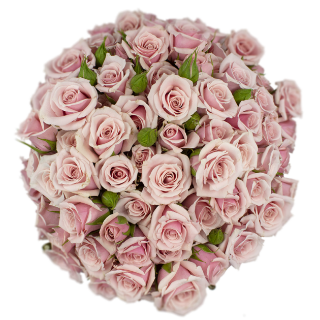 Spray Rose Pink Majolika Alma