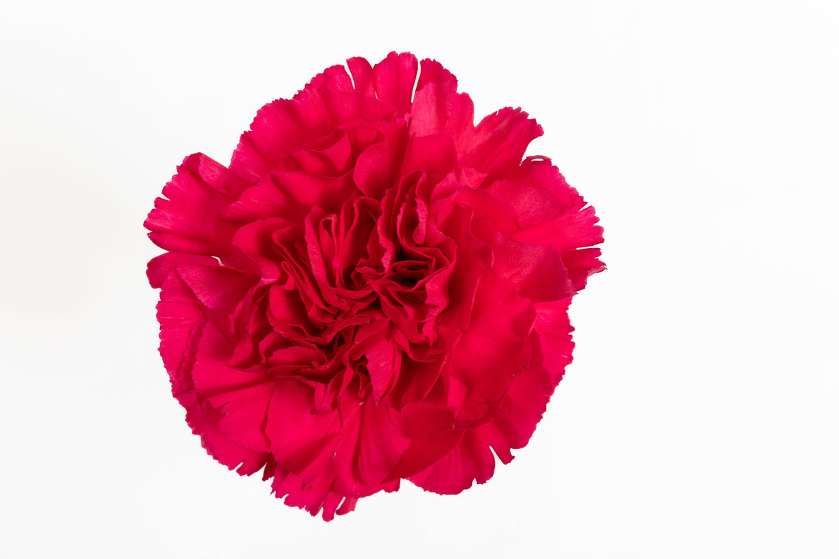 Carnation Fancy Cerise Mandalay Luisiana Colombia