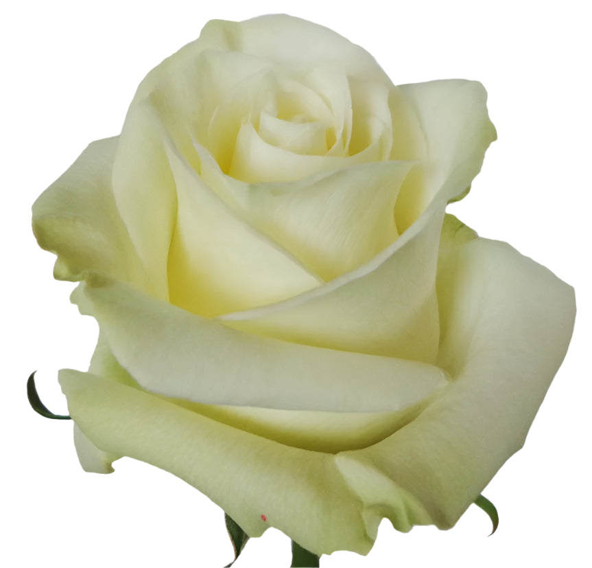 Rose White Mondial Natuflor