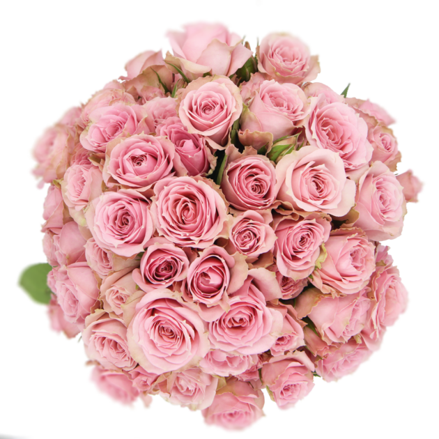 Spray Rose Pink Pink Irishka Alma
