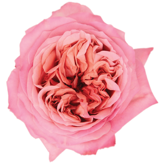 Rose Pink Pink X-pression Natuflor