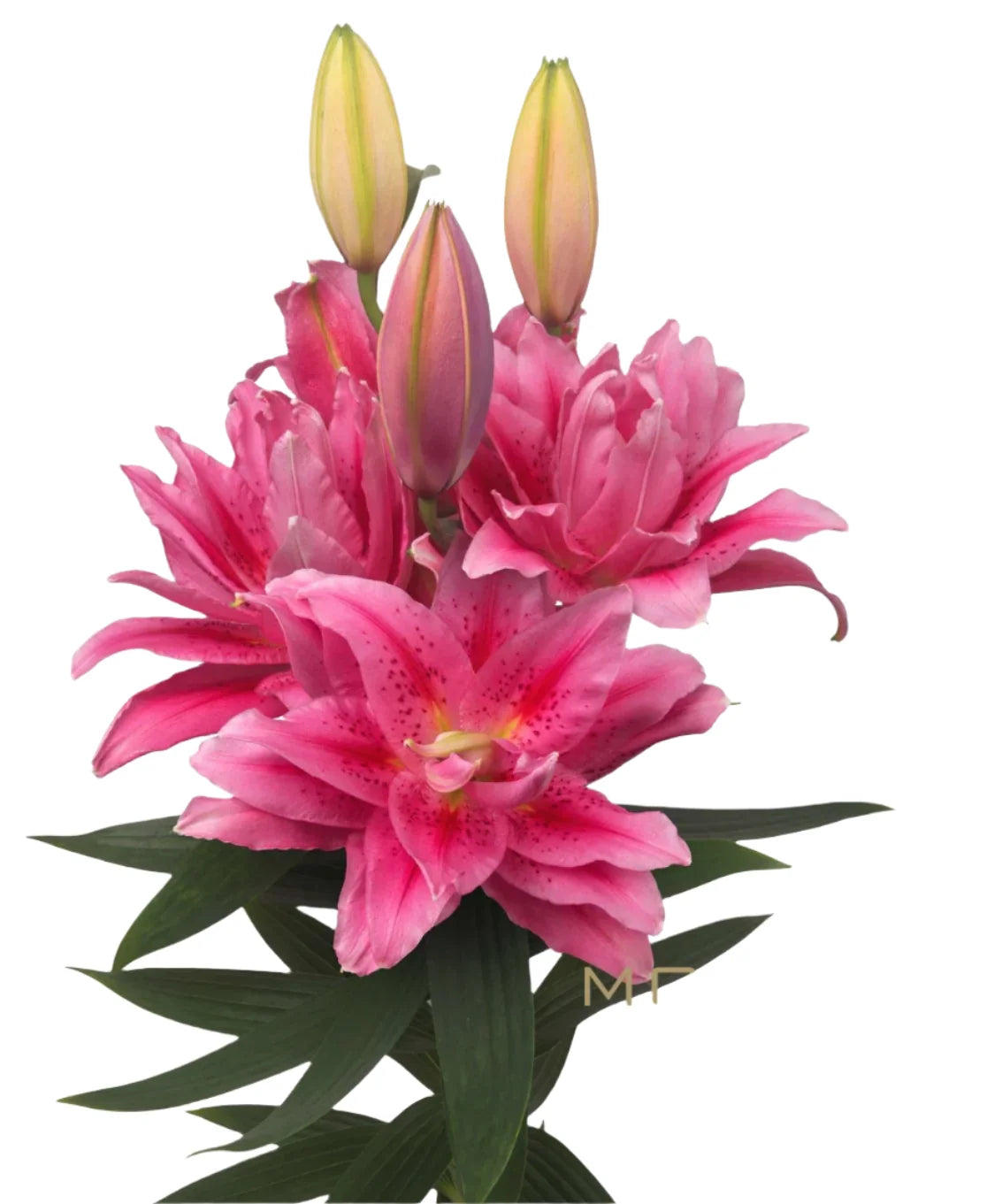 Lily Rose Lily Pink Oriental Premium Roselily Viola Moerman