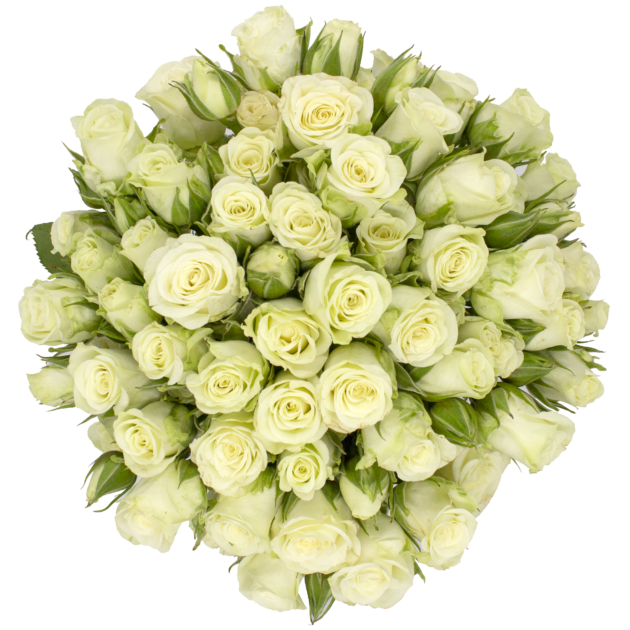 Spray Rose White Snowflake Alma