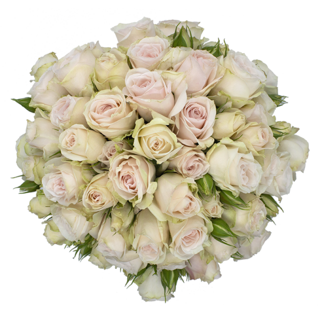 Spray Rose Pink Soft Pink Folies Alma
