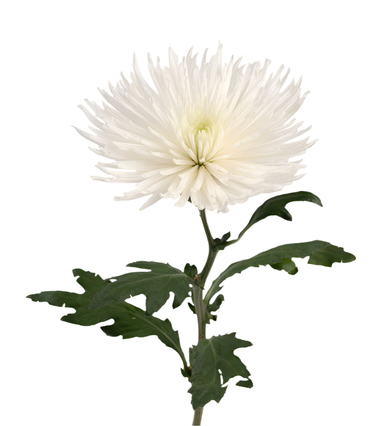 Chrysanthemum Bloom White Anastasia Elite
