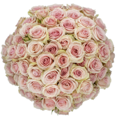 Spray Rose Pink Star Blush Alma