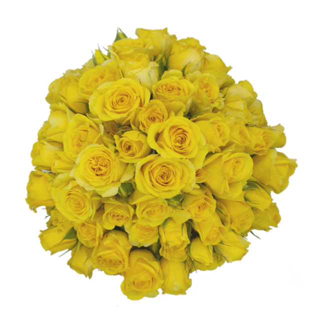 Spray Rose Yellow Sun City Alma